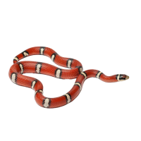 Imagem do produto King Snake